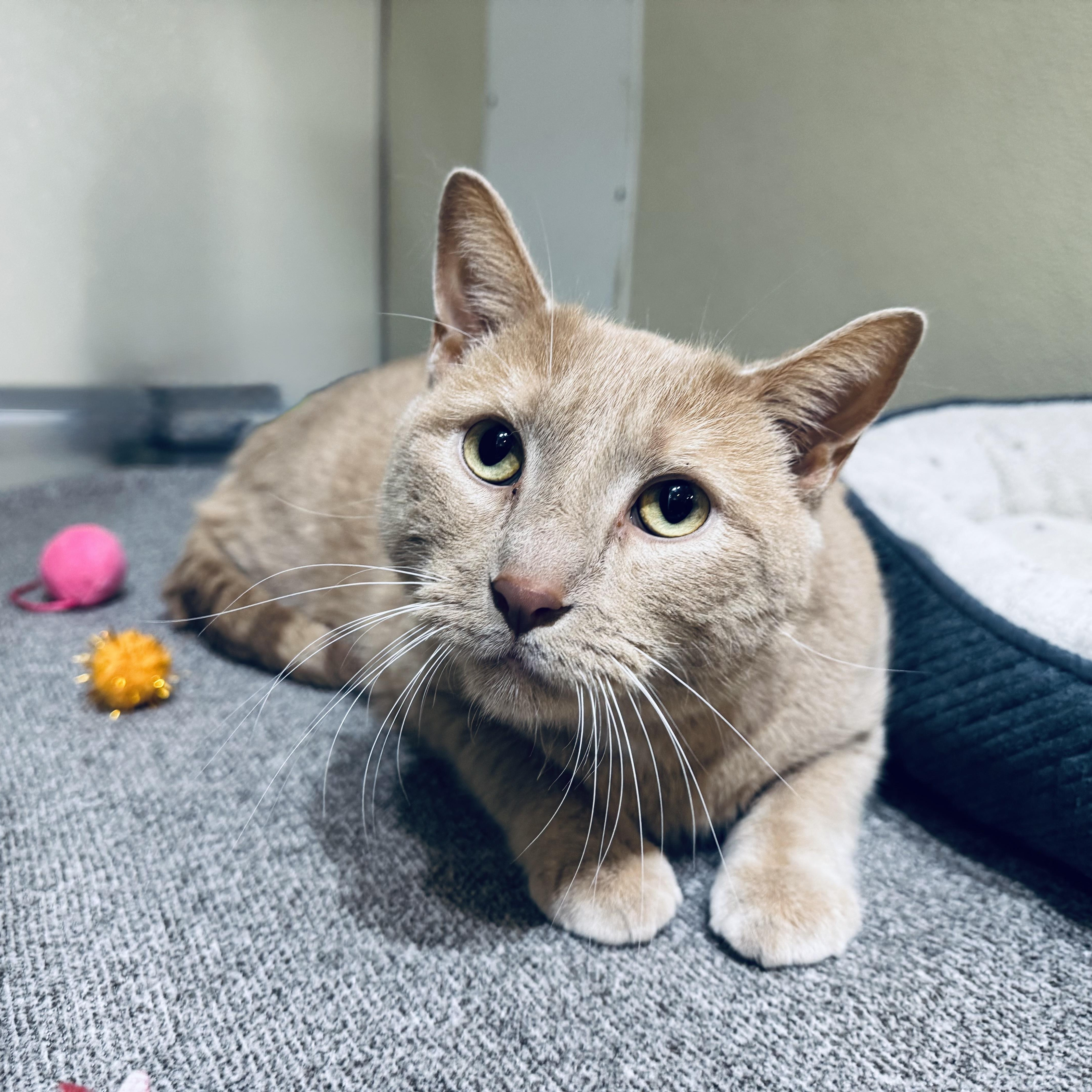 Teddy, adopted, Adult Male Domestic Short Hair.