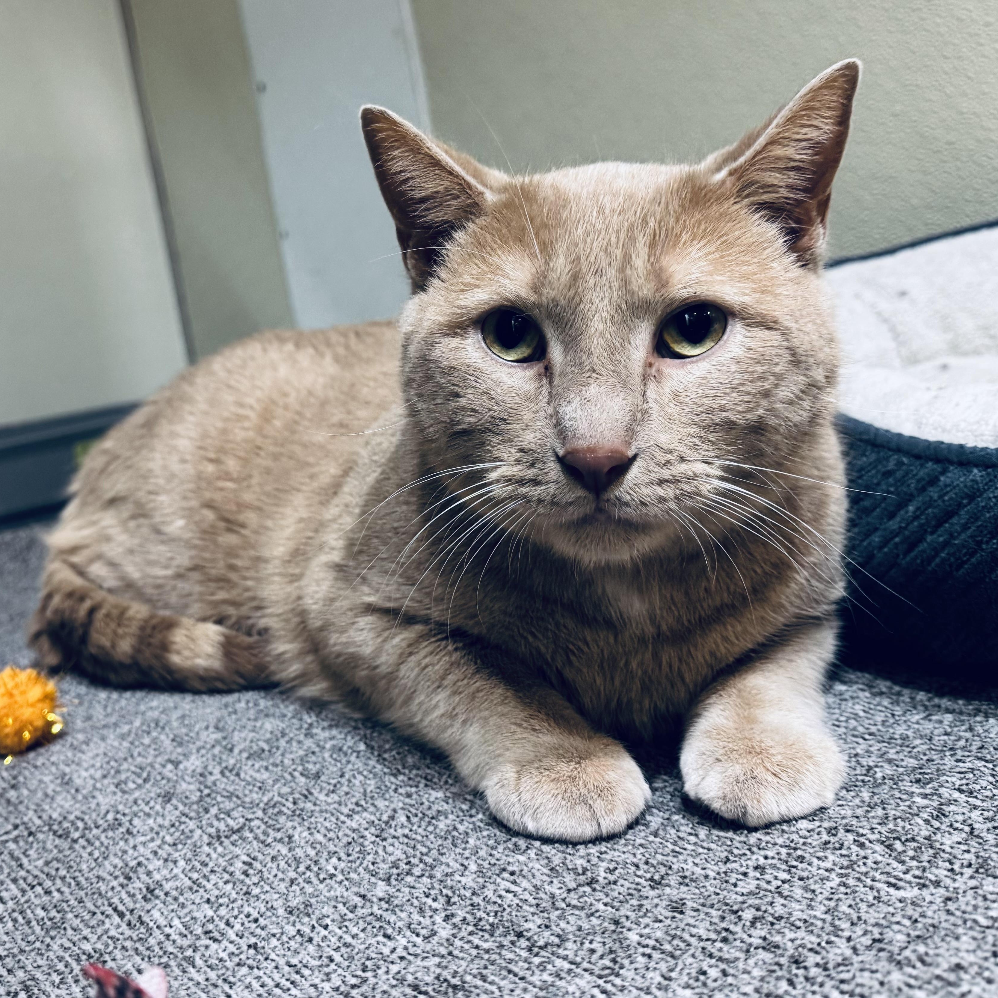 Enlarge Teddy, an adopted Domestic Short Hair in Walker, MI image 2/5