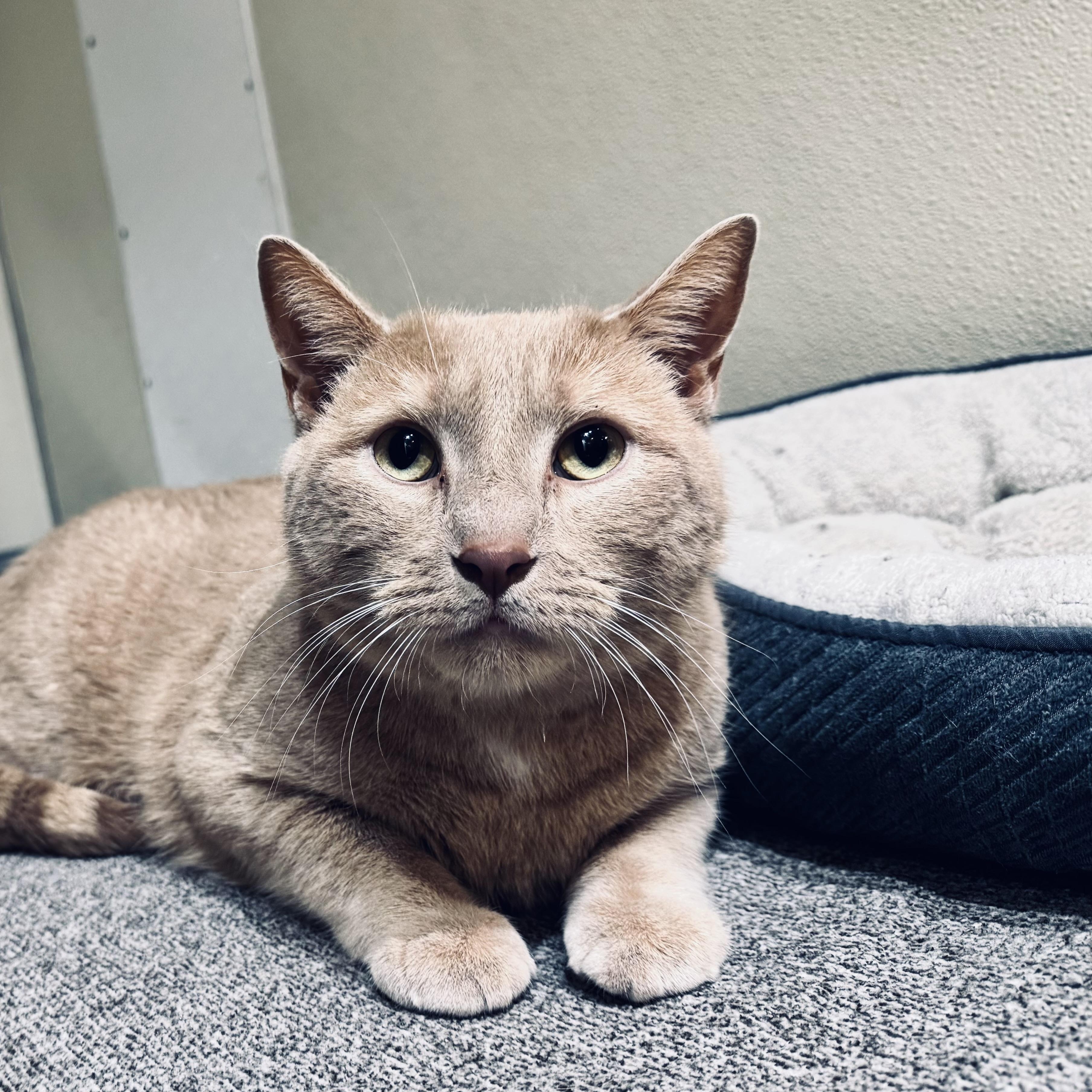 Enlarge Teddy, an adopted Domestic Short Hair in Walker, MI image 5/5