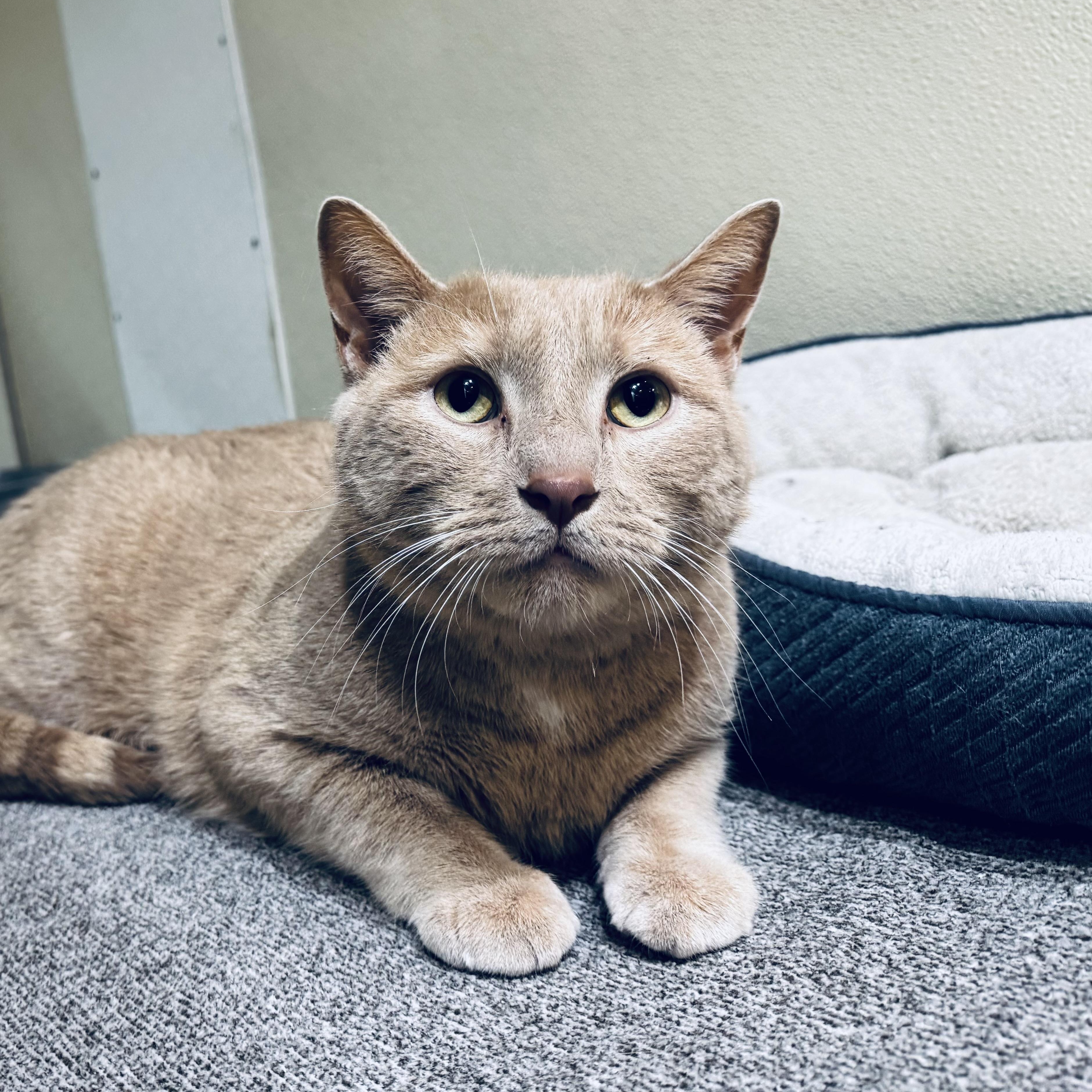 Enlarge Teddy, an adopted Domestic Short Hair in Walker, MI image 3/5