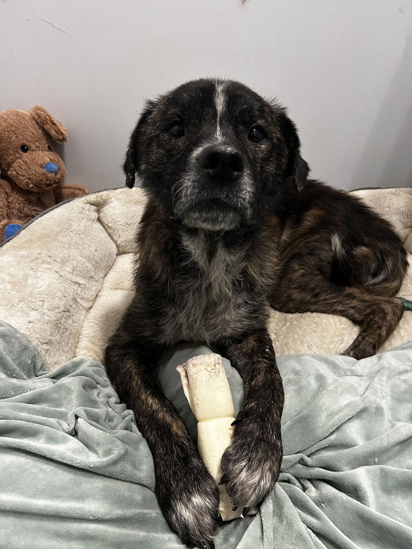 Enlarge Dutton, a Adoptable Terrier in Saint Augustine, FL image 1/3