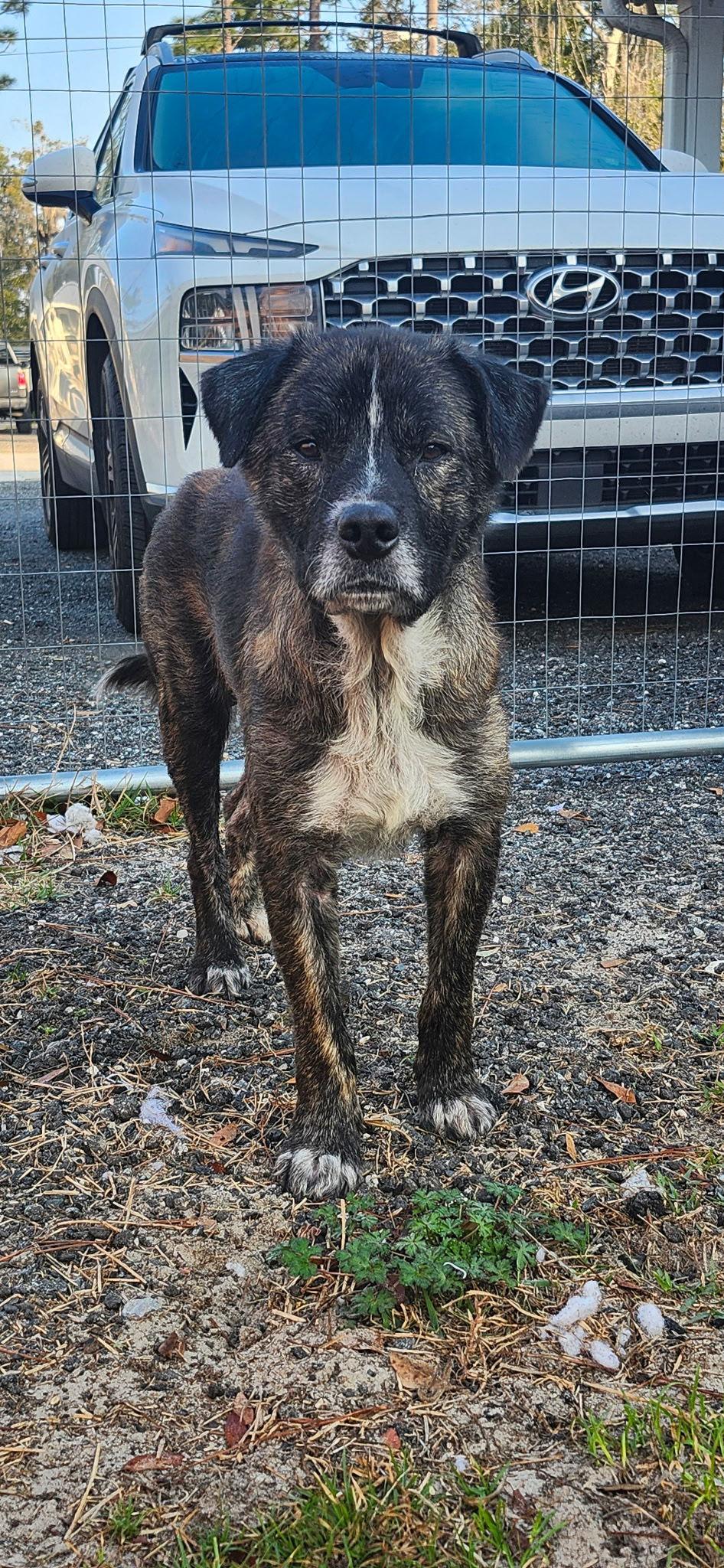 Enlarge Dutton, a Adoptable Terrier in Saint Augustine, FL image 3/3
