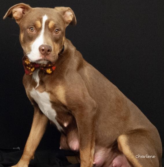 Ruby Roo, Adoptable, Adult Female Chocolate Labrador Retriever & Boxer.