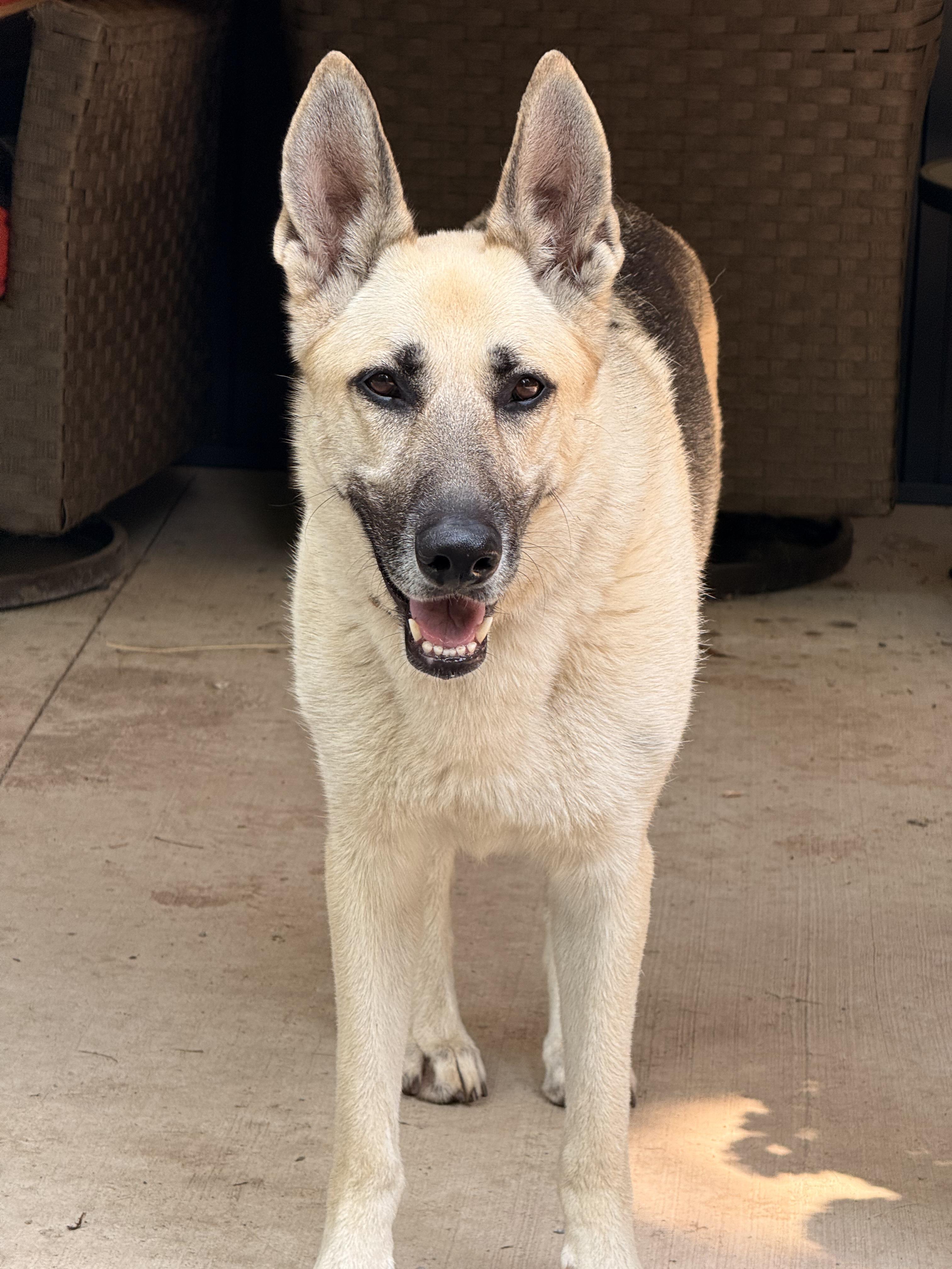 Harlow, an adoptable German Shepherd Dog in Addison, ON, K0E 1A0 | Photo Image 3
