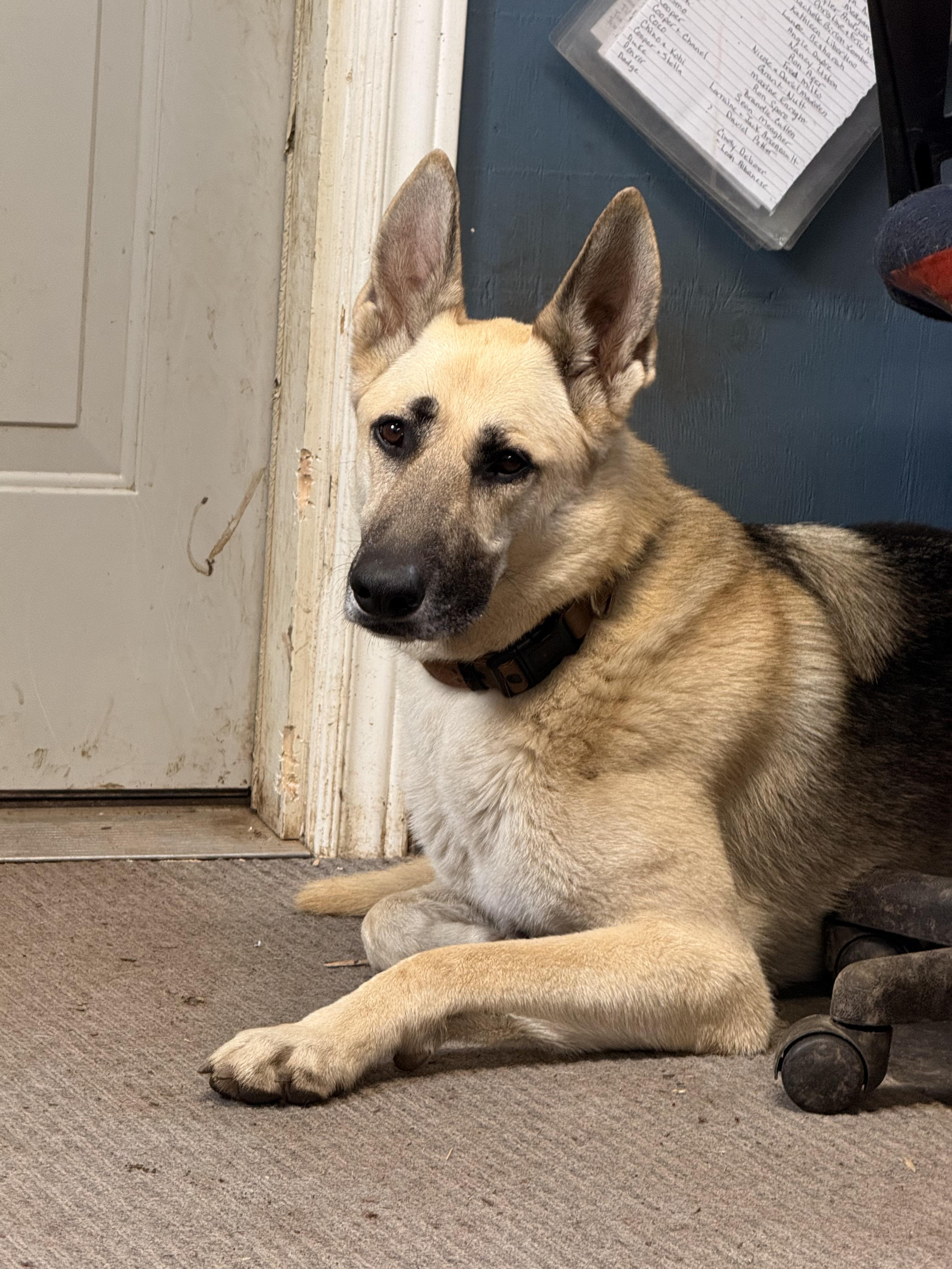 Harlow, an adoptable German Shepherd Dog in Addison, ON, K0E 1A0 | Photo Image 4