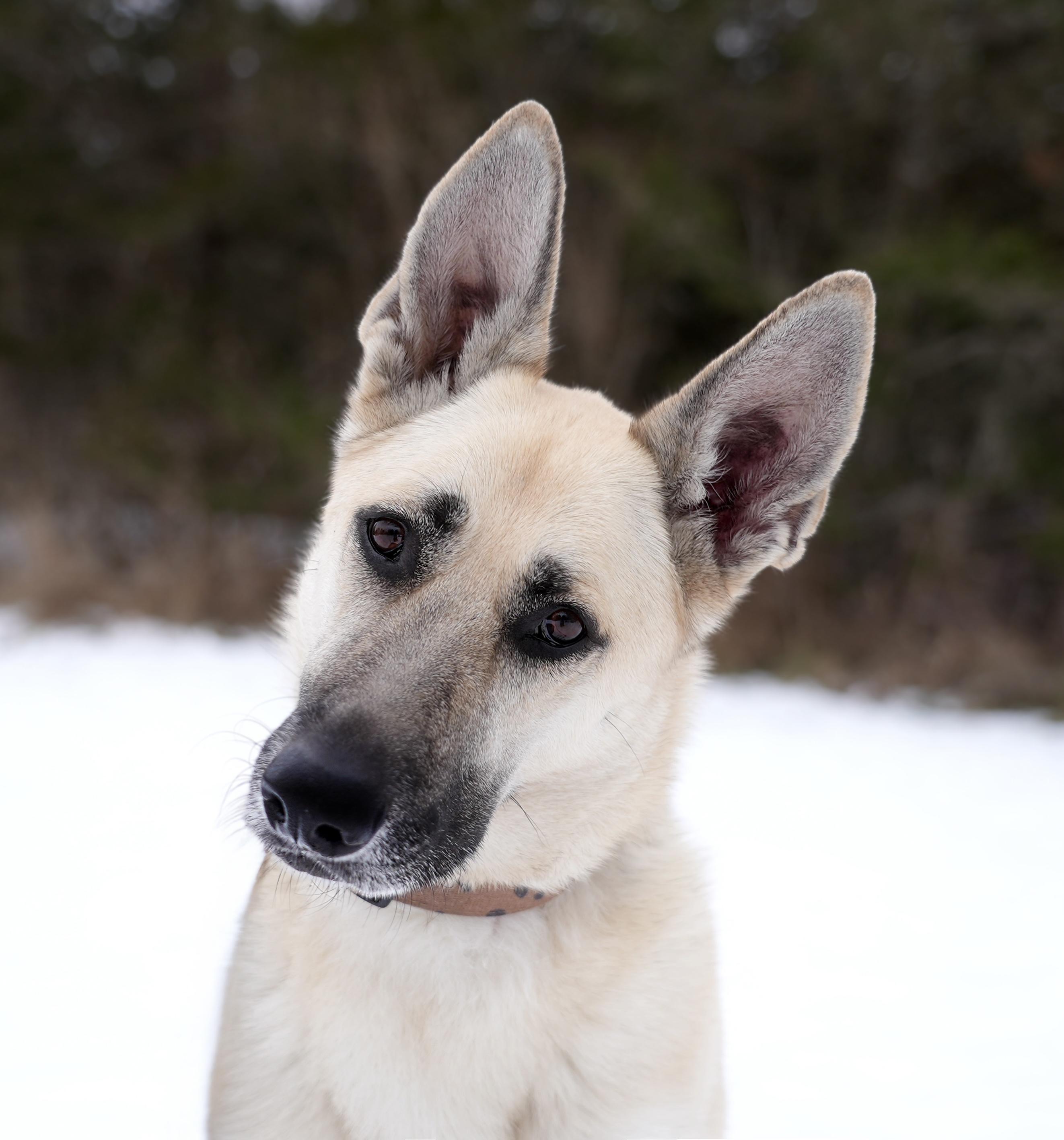 Harlow, an adoptable German Shepherd Dog in Addison, ON, K0E 1A0 | Photo Image 2