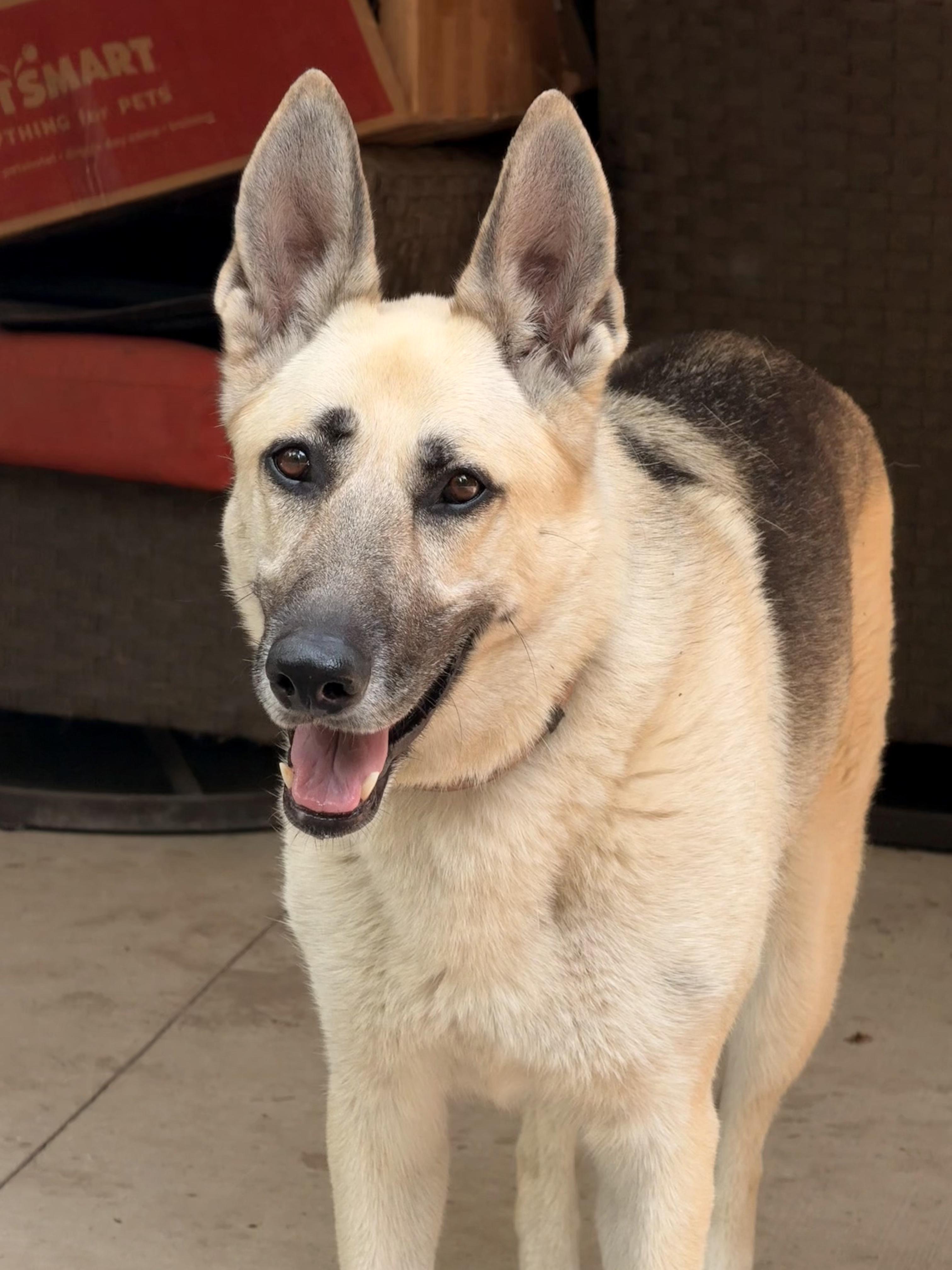 Harlow, an adoptable German Shepherd Dog in Addison, ON, K0E 1A0 | Photo Image 1