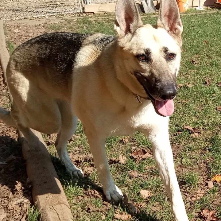 Harlow, an adoptable German Shepherd Dog in Addison, ON, K0E 1A0 | Photo Image 5