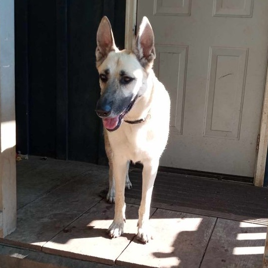 Harlow, an adoptable German Shepherd Dog in Addison, ON, K0E 1A0 | Photo Image 6