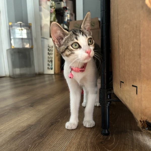 Enlarge Clooney, a Adoptable mixed breed in North Hollywood, CA image 2/4