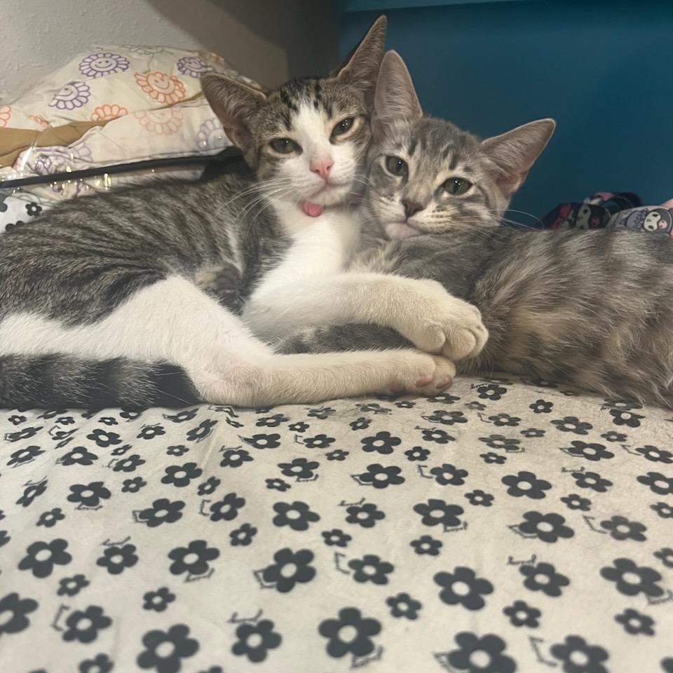 Enlarge Clooney, a Adoptable mixed breed in North Hollywood, CA image 3/4