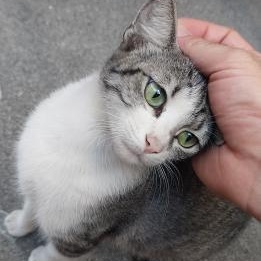 Clooney, Young Female Domestic Short Hair