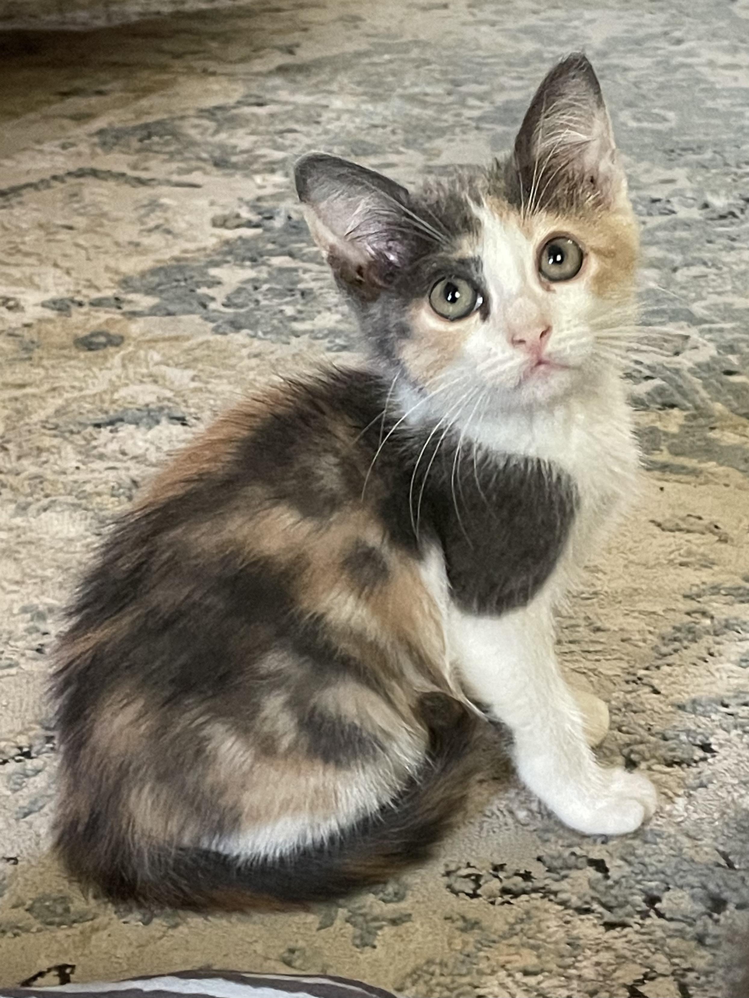 Enlarge Pixie, a ADOPTABLE Domestic Short Hair in Magnolia, TX image 1/1