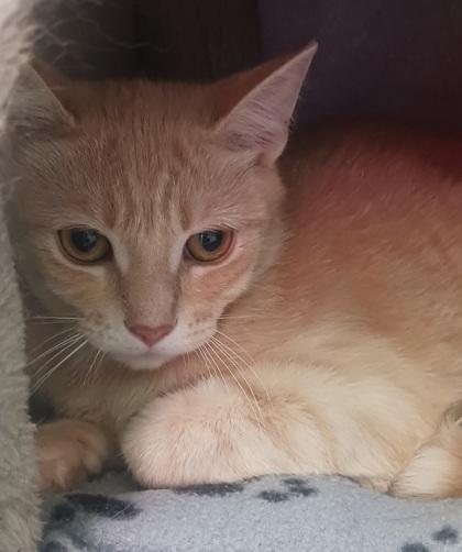 Enlarge Rosie, a Adoptable Domestic Short Hair in Erin, ON image 1/3