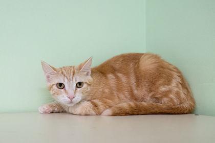 Enlarge Rosie, a Adoptable Domestic Short Hair in Erin, ON image 2/3