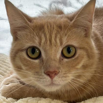 Enlarge Rosie, a Adoptable Domestic Short Hair in Erin, ON image 3/3