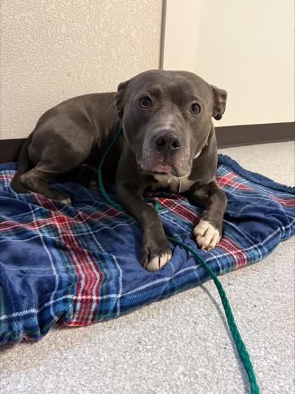 Enlarge Torn, a ADOPTABLE mixed breed in Roseburg, OR image 1/1