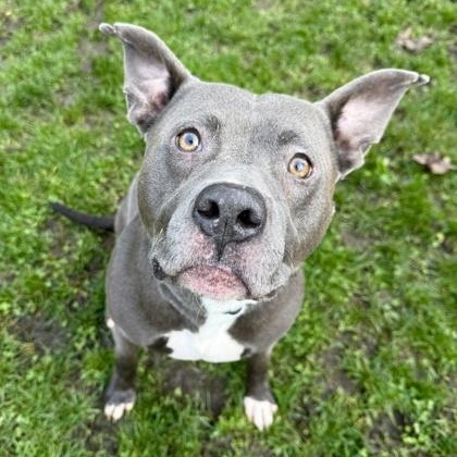 Enlarge Torn, a ADOPTABLE mixed breed in Roseburg, OR image 1/2