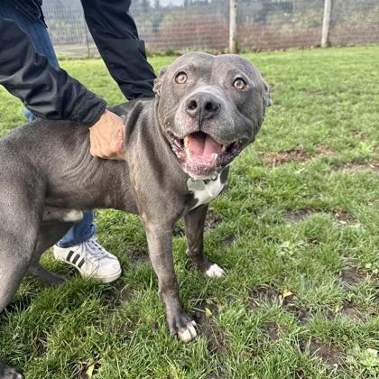 Enlarge Torn, a ADOPTABLE mixed breed in Roseburg, OR image 2/2