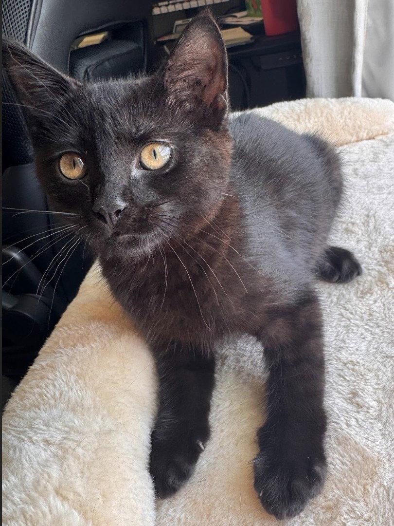 Enlarge Aldi 1.15.26, a Adoptable Domestic Short Hair in Apopka, FL image 1/1