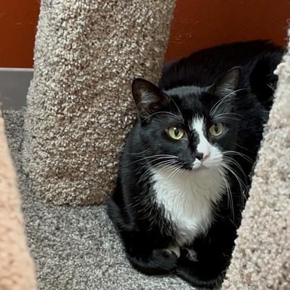 Carol, Adoptable, Adult Female Domestic Short Hair & Domestic Short Hair.