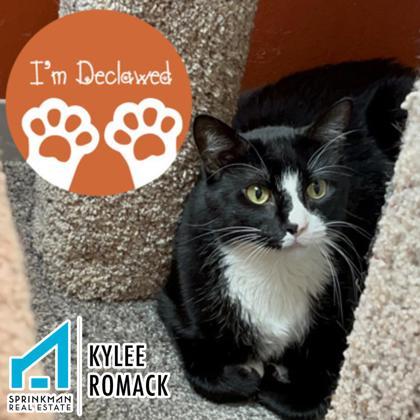 Carol, a Adoptable mixed breed in Janesville, WI image 2/2