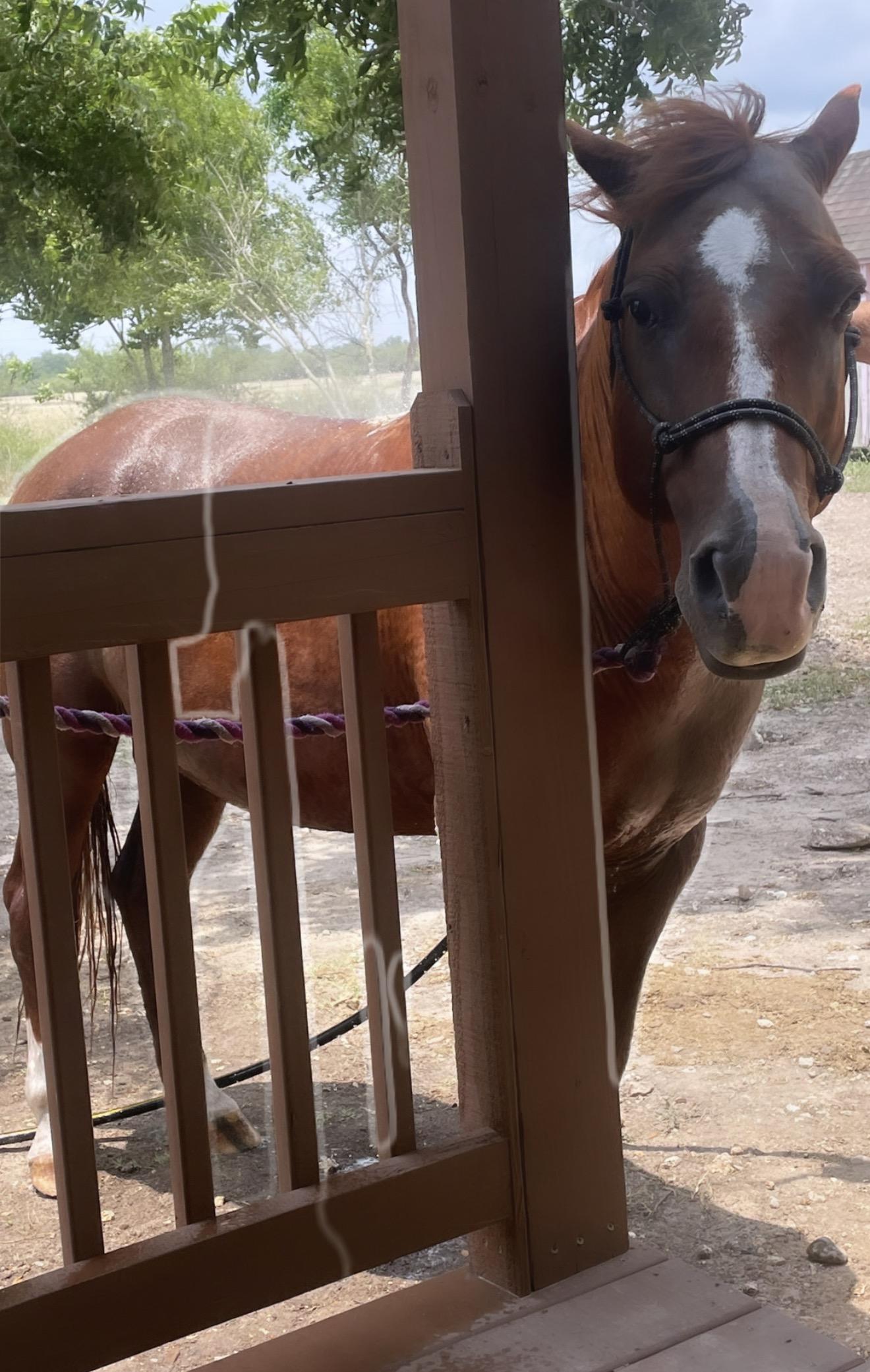 Boots, Adoptable, Senior Male Mustang.