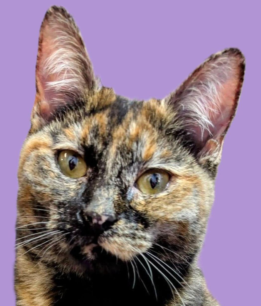 Enlarge Ali, a Adoptable Calico in Savannah, GA image 1/3