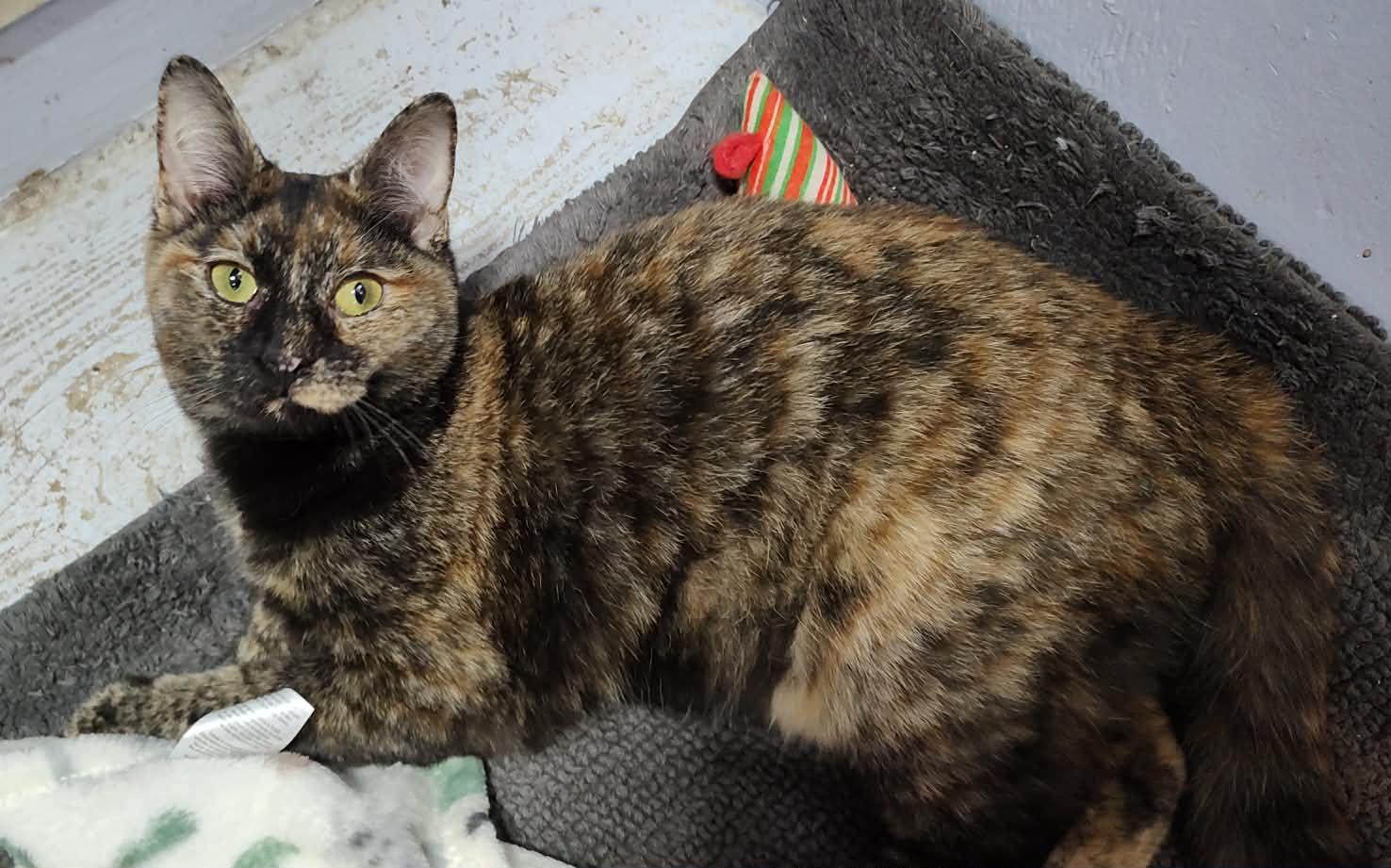 Enlarge Ali, a Adoptable Calico in Savannah, GA image 3/3