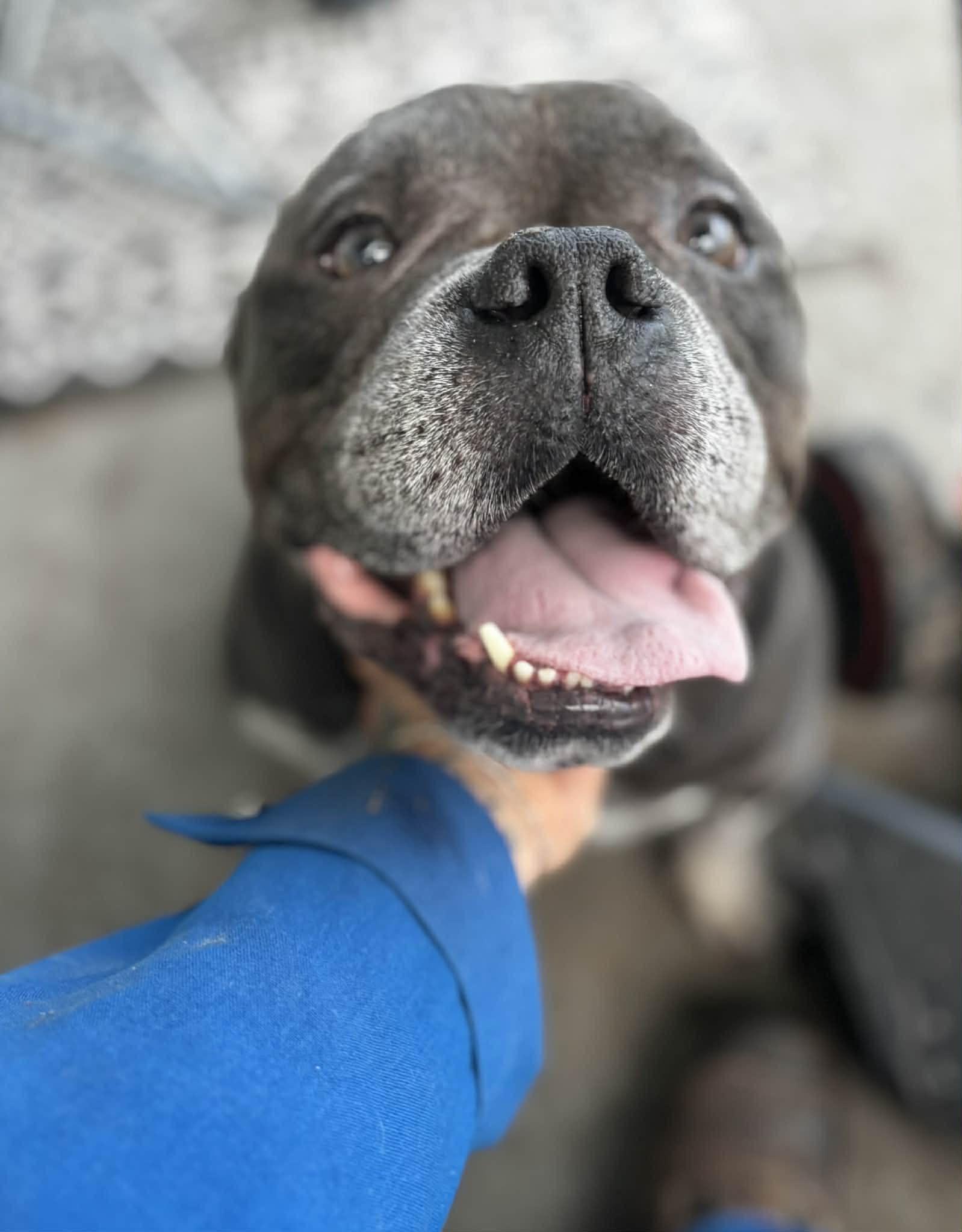 Bruno , an adoptable mixed breed in Cedar Rapids, IA image 2/5