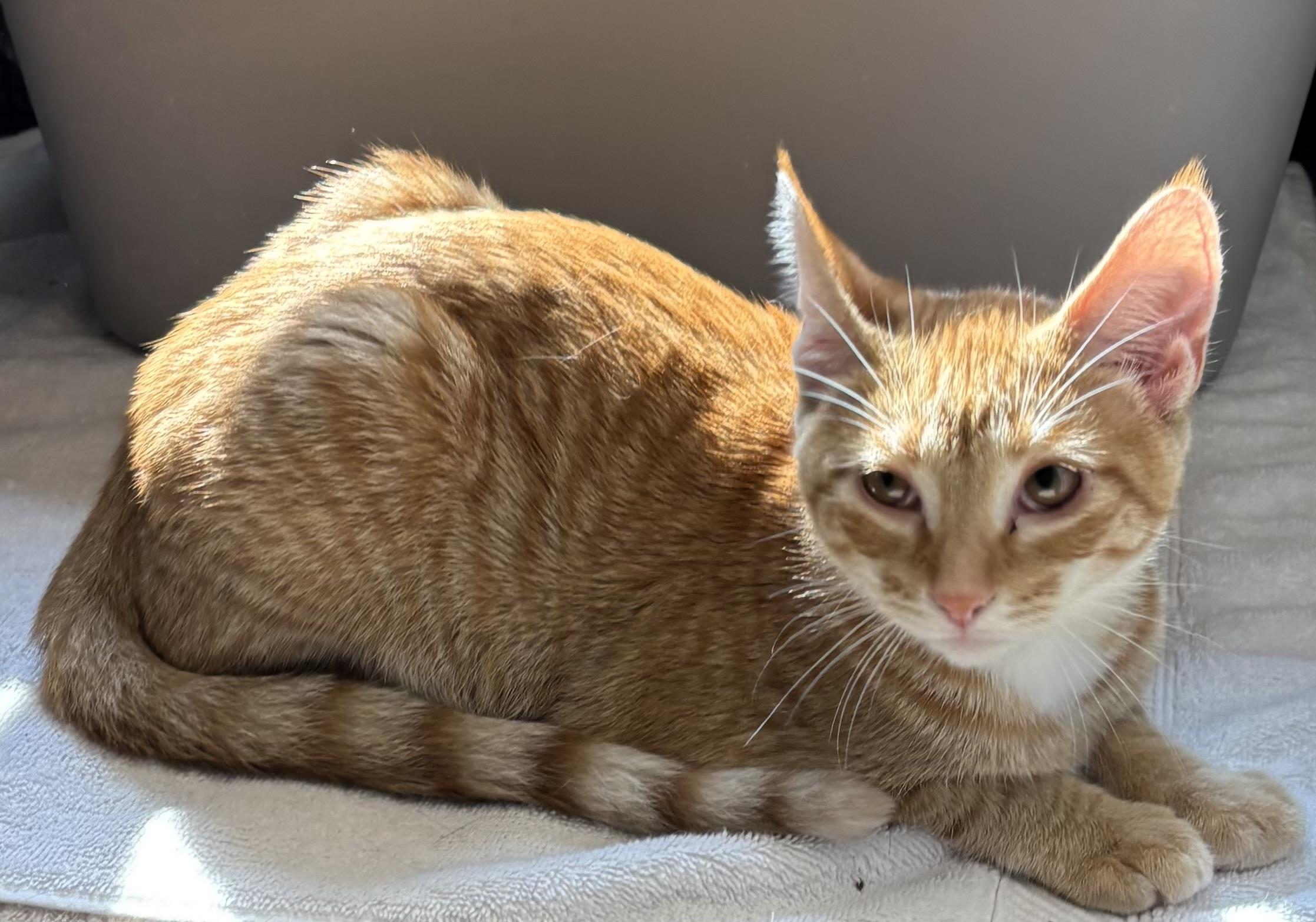 The Fruits, Adoptable, Young Male Domestic Short Hair.