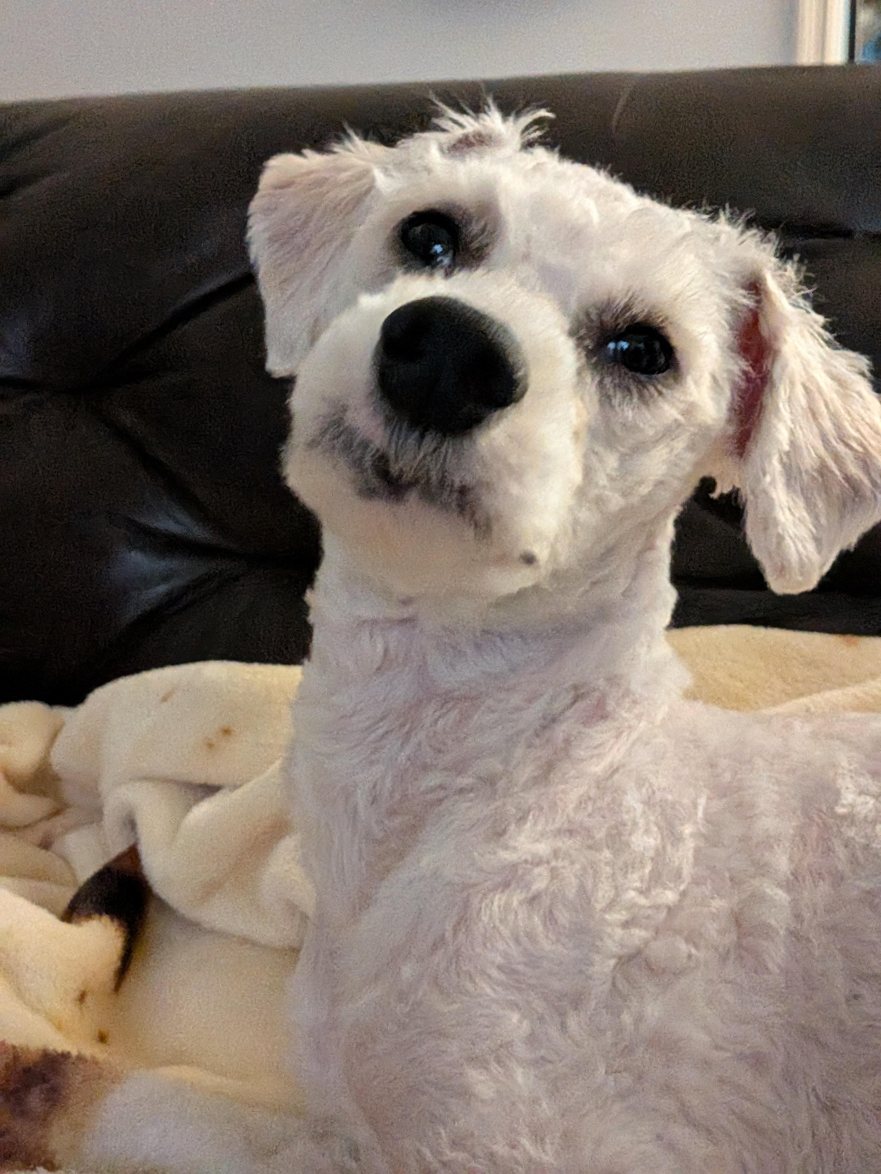 Enlarge Trevor, a Adoptable mixed breed in Houston, TX image 2/6