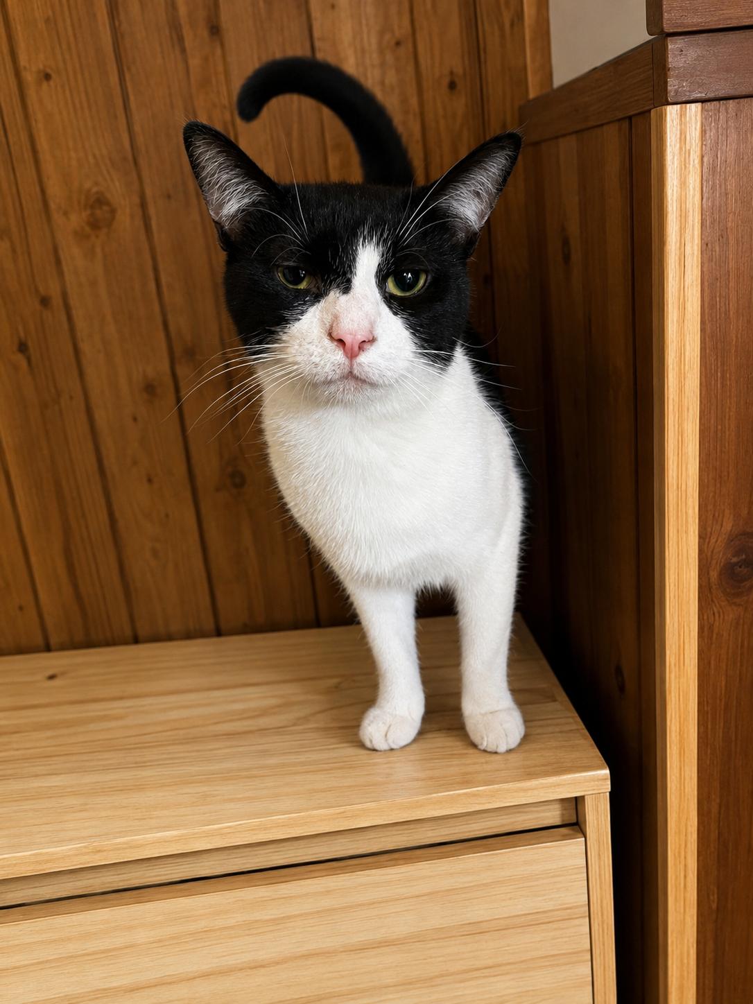 Enlarge Valentino , a Adoptable Domestic Long Hair in Akron, OH image 1/4