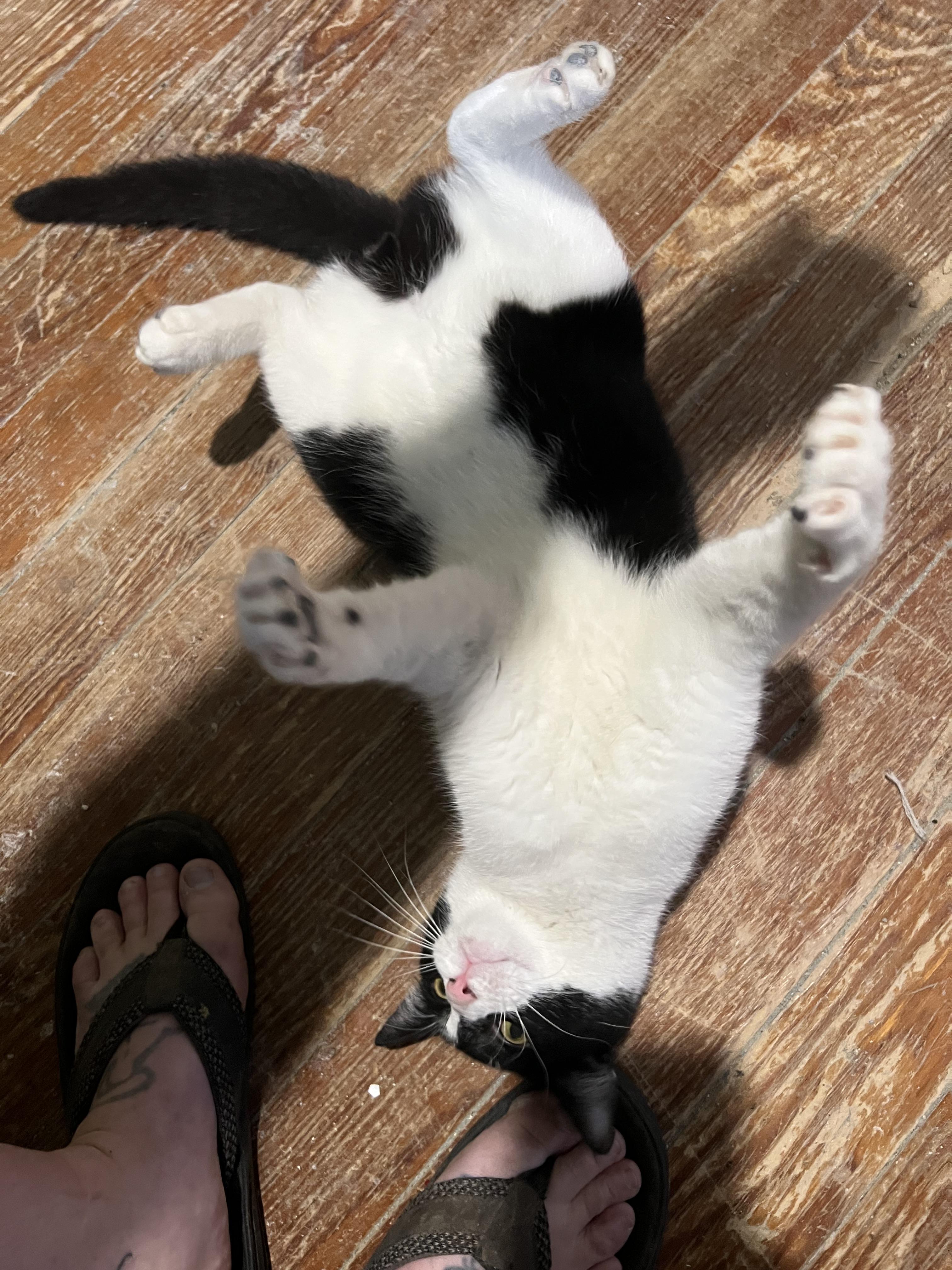 Valentino , ADOPTABLE, Adult Male Domestic Long Hair.