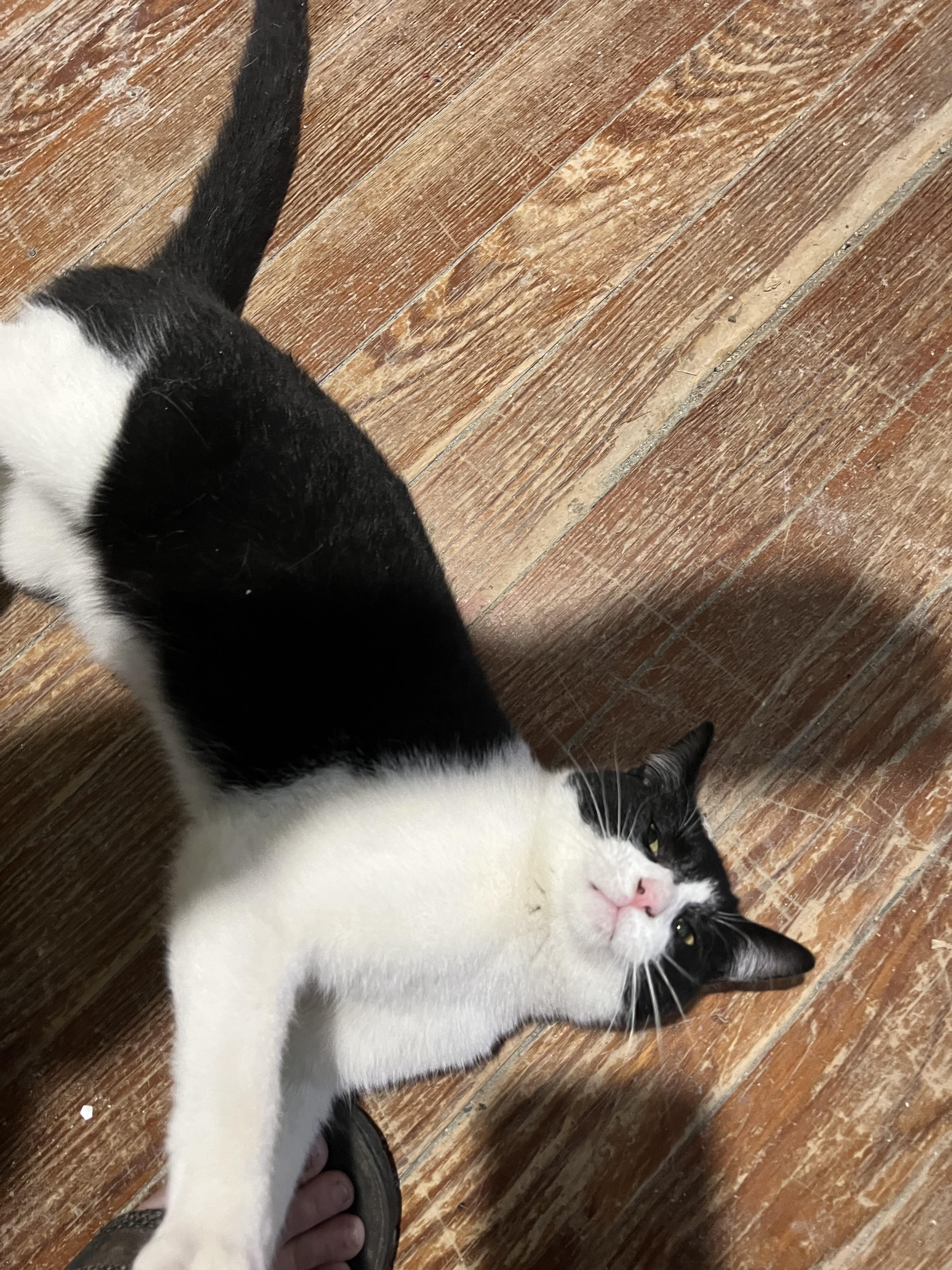 Enlarge Valentino , a ADOPTABLE Domestic Long Hair in Akron, OH image 3/4