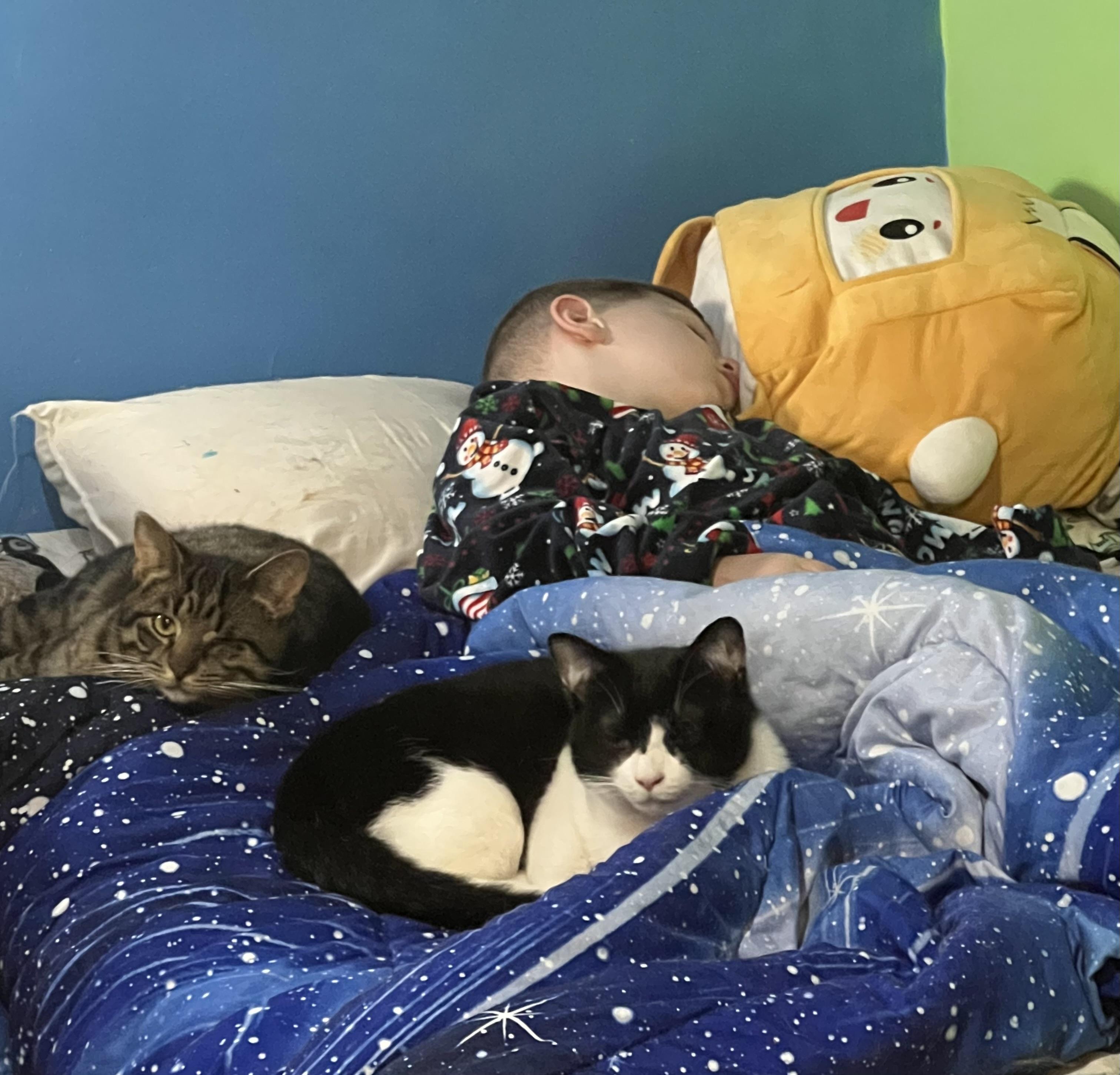 Enlarge Valentino , a ADOPTABLE Domestic Long Hair in Akron, OH image 2/4