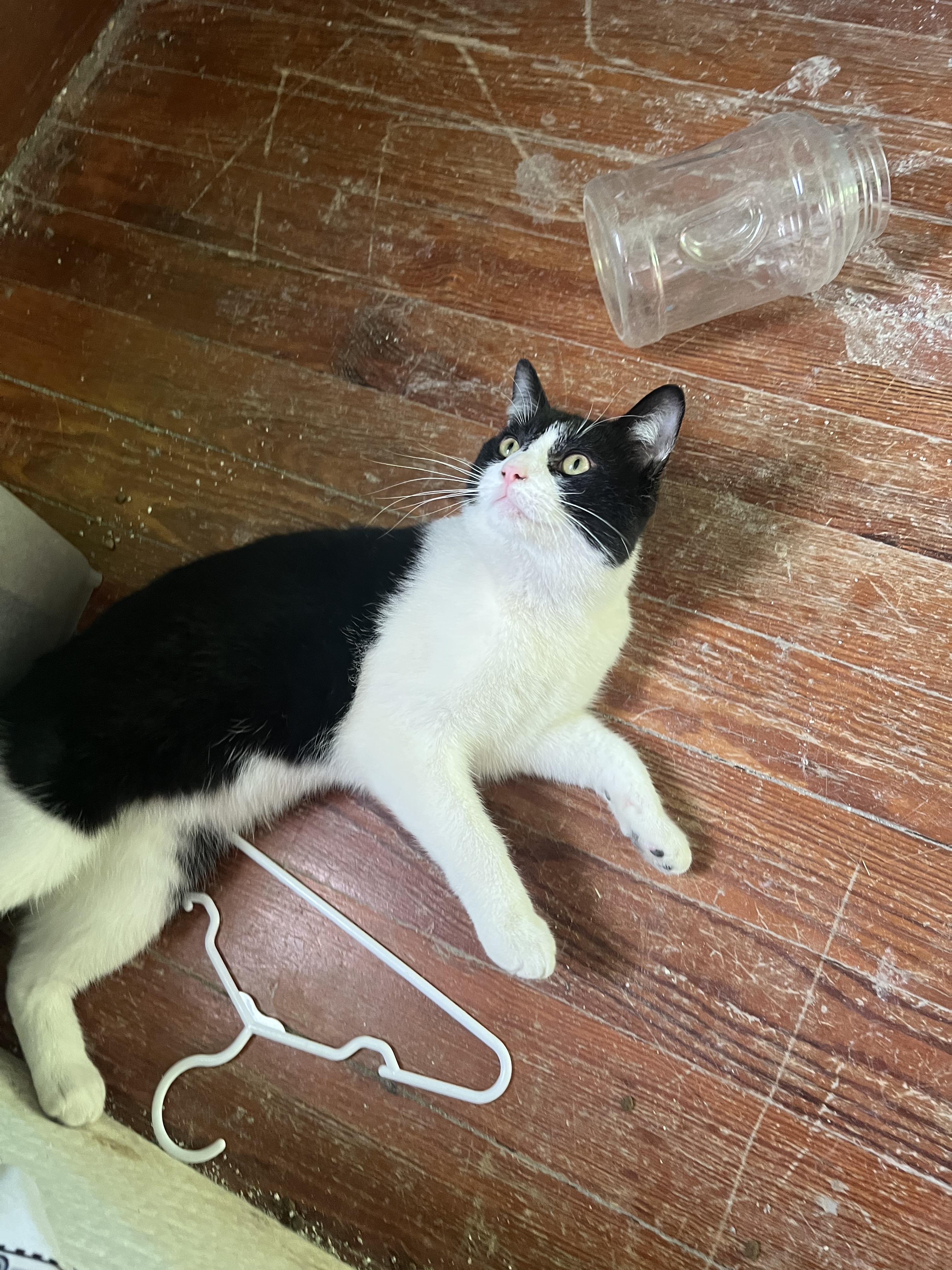 Enlarge Valentino , a ADOPTABLE Domestic Long Hair in Akron, OH image 4/4