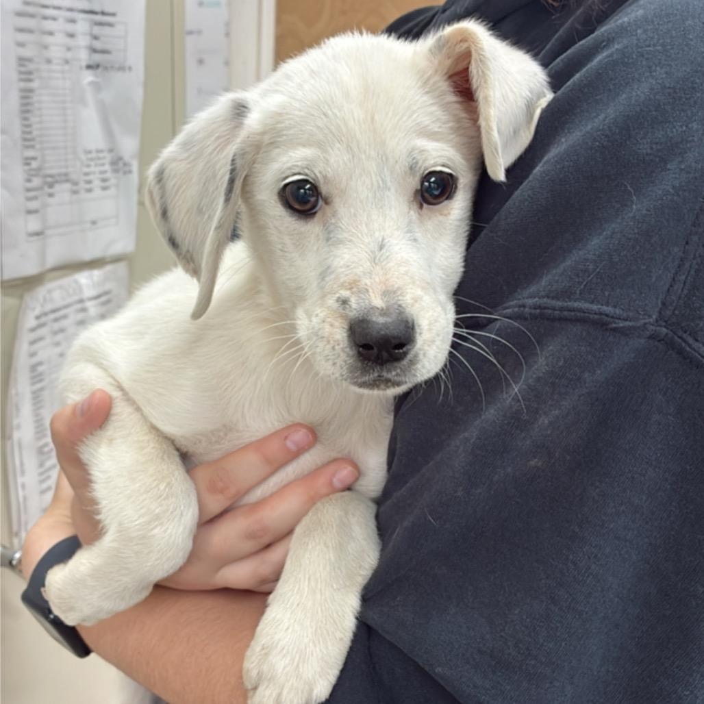 Enlarge Alfredo, a Adoptable mixed breed in Hattiesburg, MS image 1/1