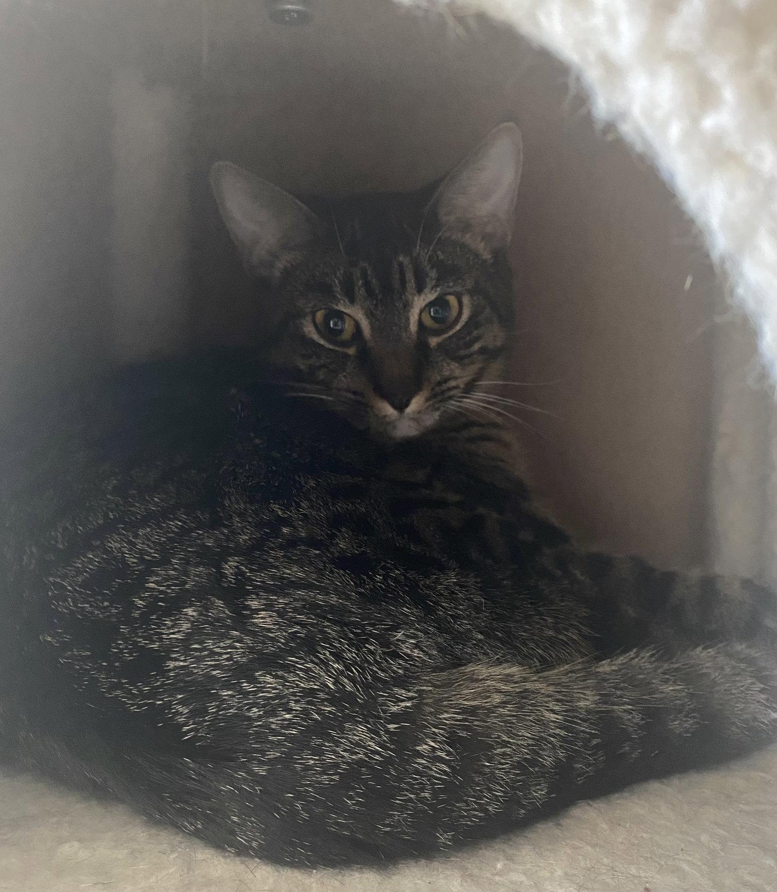 Enlarge Bingo FATA, a Adoptable Domestic Short Hair in Satellite Beach, FL image 1/3