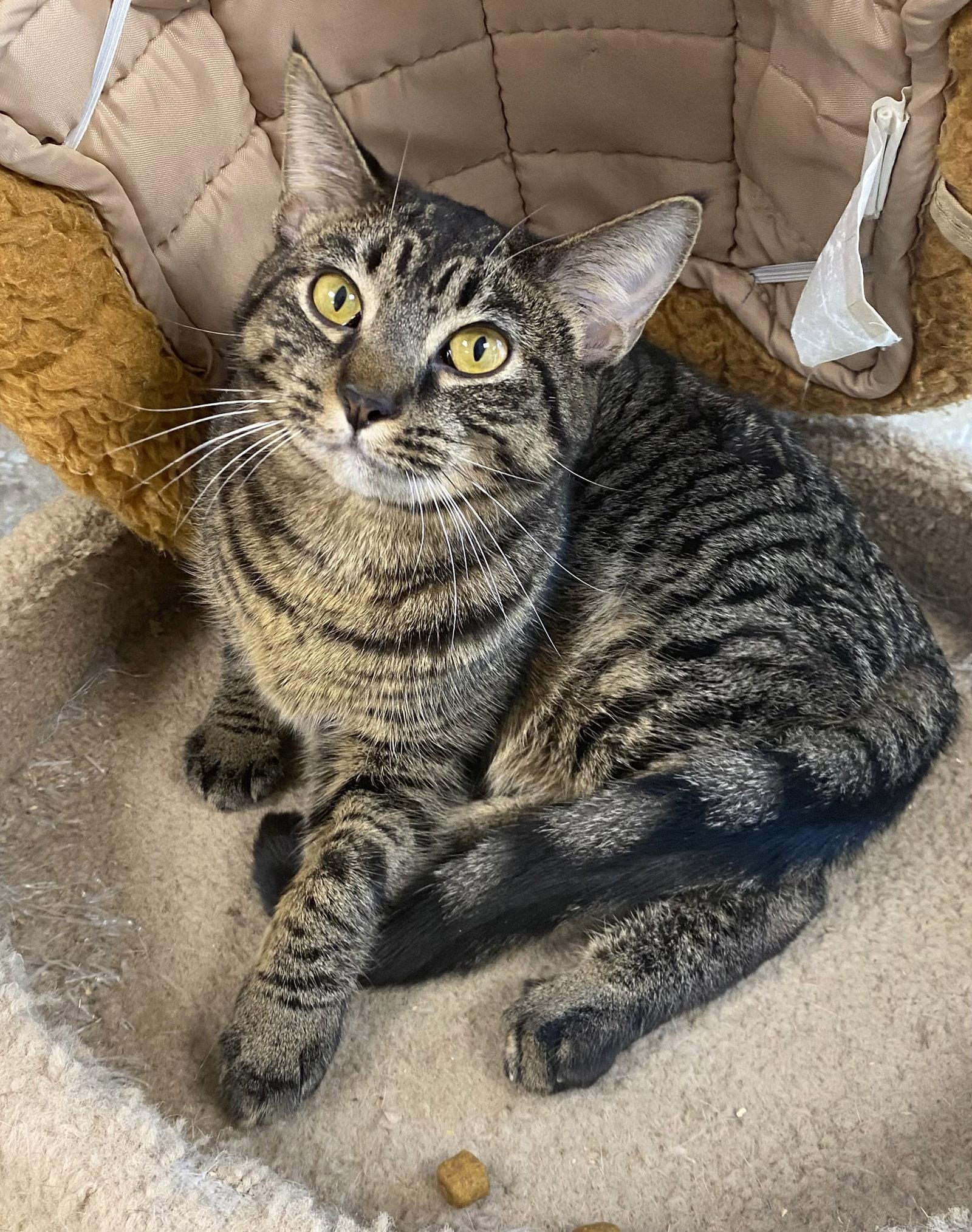 Enlarge Bingo FATA, a Adoptable Domestic Short Hair in Satellite Beach, FL image 2/3