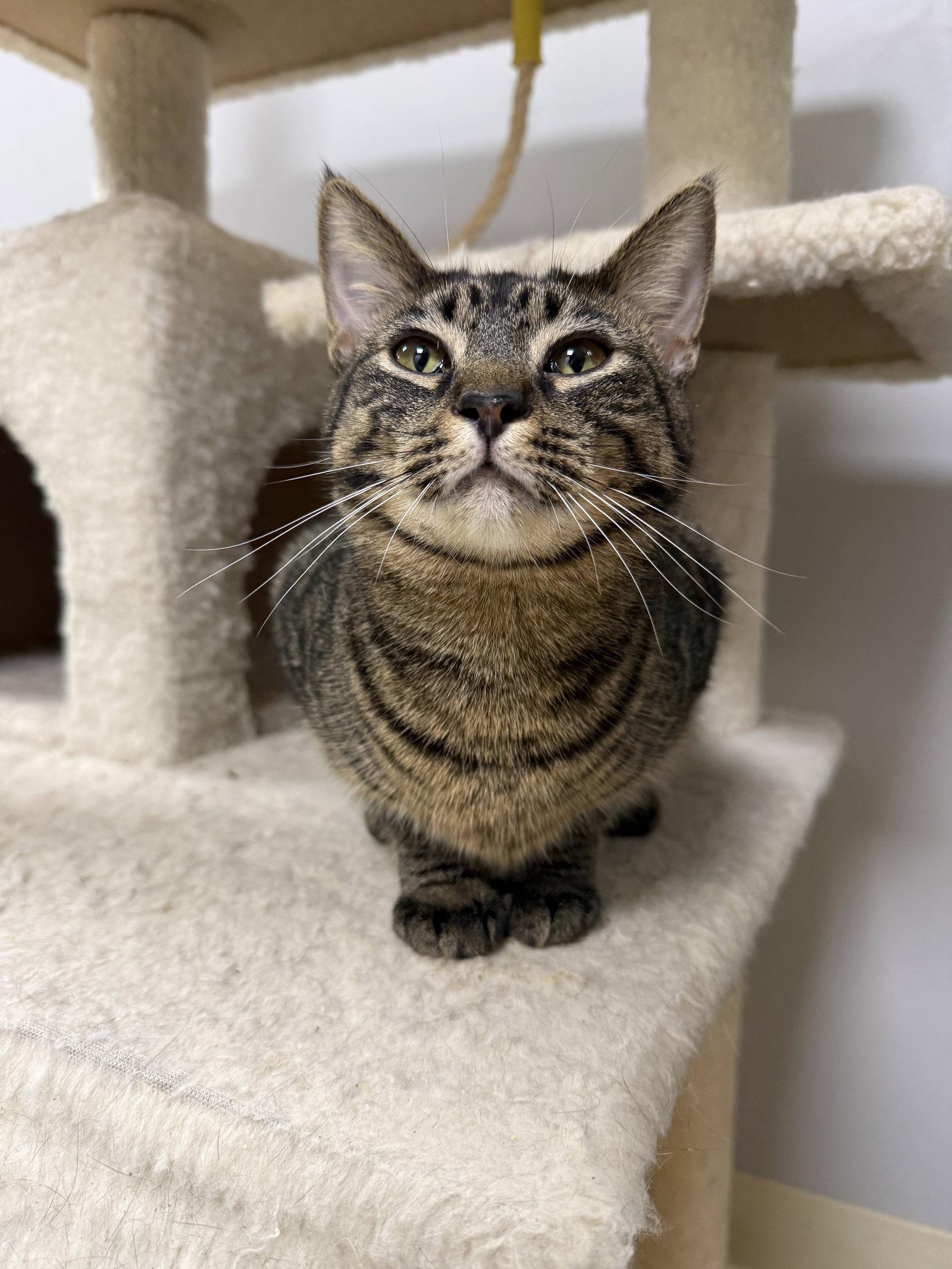 Enlarge Bingo FATA, a Adoptable Domestic Short Hair in Satellite Beach, FL image 3/3