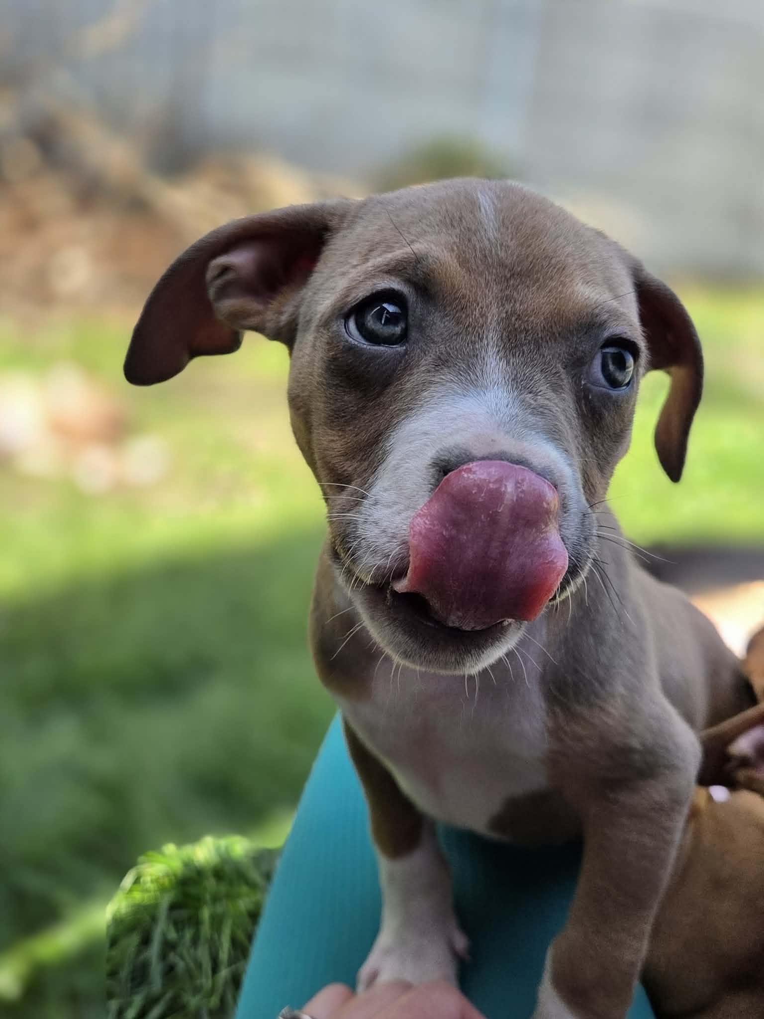 Enlarge Janice Joplin, a ADOPTABLE mixed breed in Appin, ON image 6/6