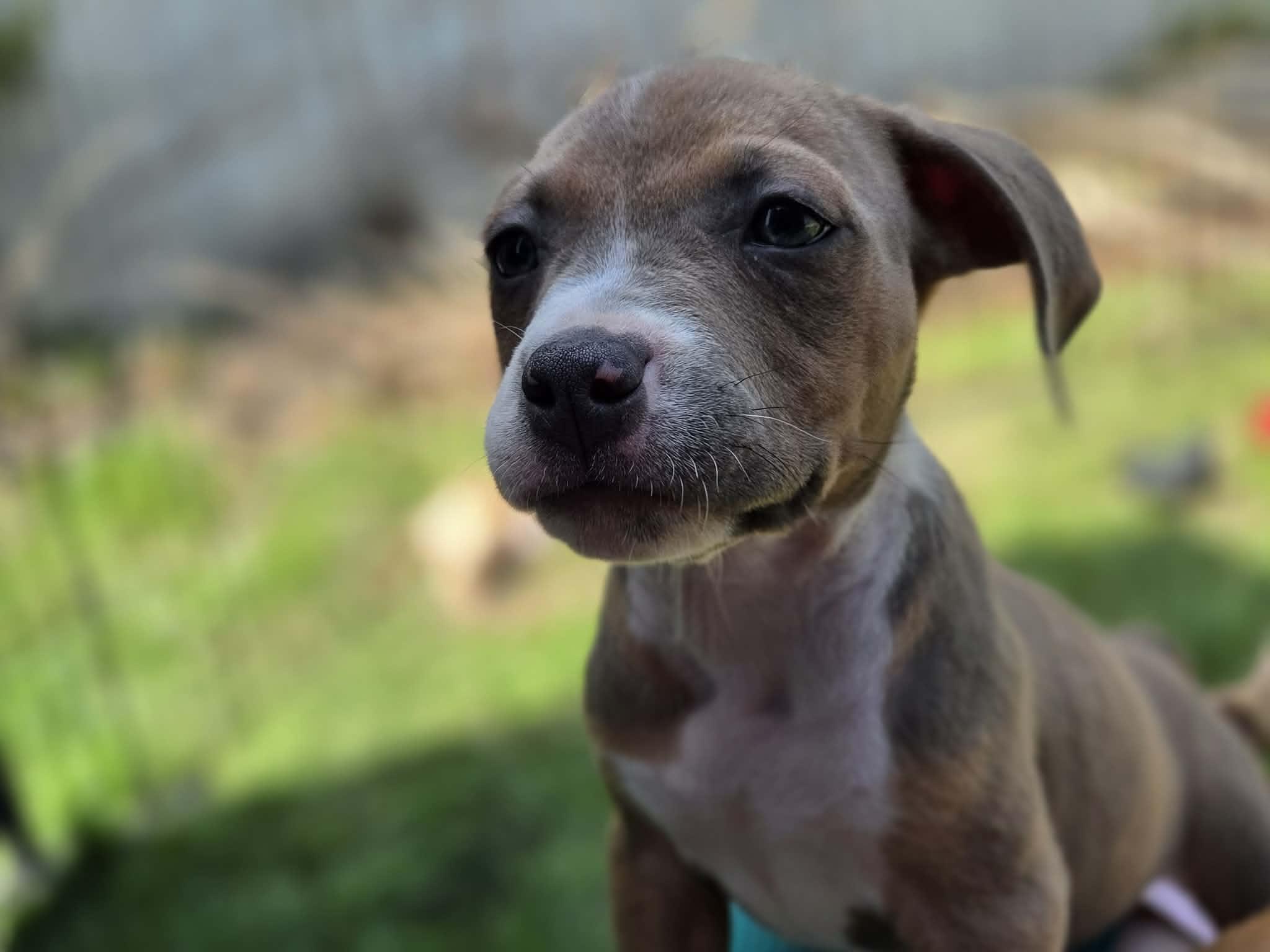 Enlarge Janice Joplin, a ADOPTABLE mixed breed in Appin, ON image 4/6
