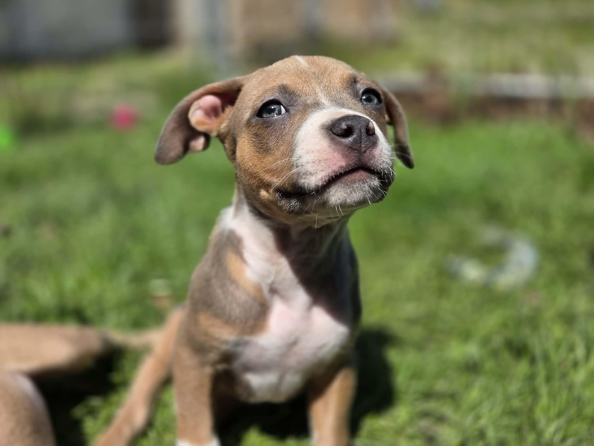 Enlarge Janice Joplin, a ADOPTABLE mixed breed in Appin, ON image 3/6
