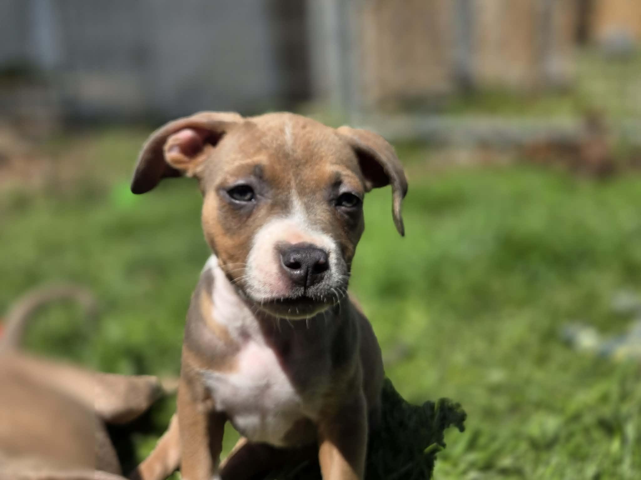 Enlarge Janice Joplin, a ADOPTABLE mixed breed in Appin, ON image 5/6