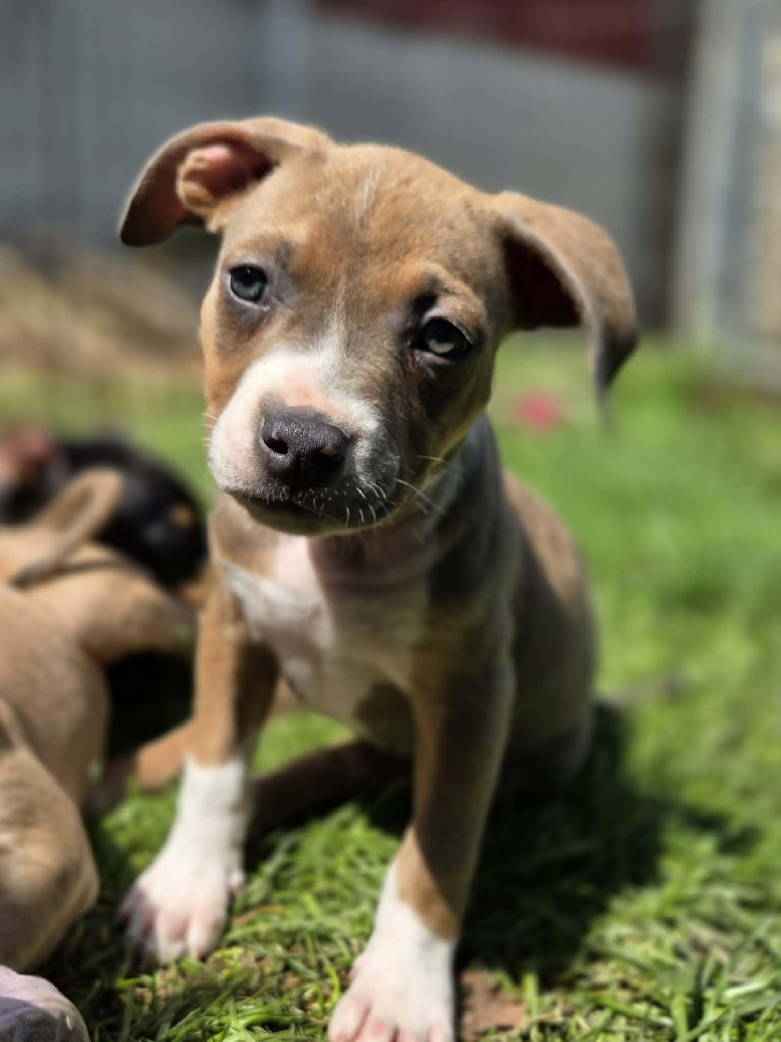 Enlarge Janice Joplin, a ADOPTABLE mixed breed in Appin, ON image 1/6