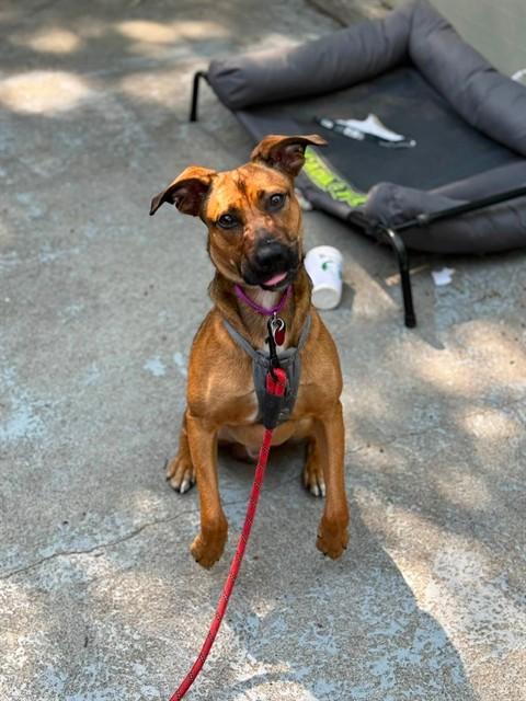 LIONEL, Adoptable, Young Male Plott Hound.