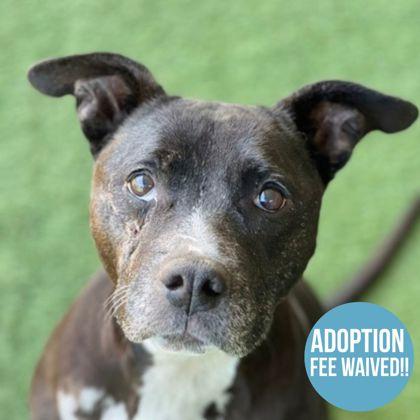 Tatoe Chips, Senior Female Pit Bull Terrier