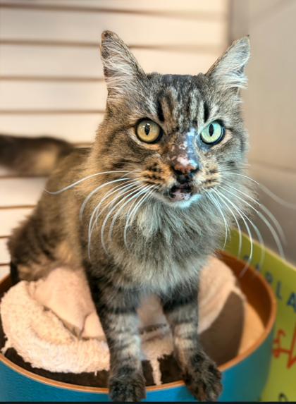 FrankenFloof, Adoptable, Adult Female Maine Coon & Domestic Short Hair.