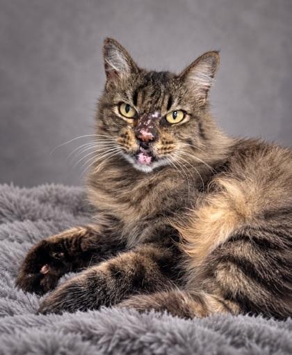 Enlarge FrankenFloof, a Adoptable mixed breed in Fresno, CA image 2/3